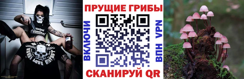 дарнет шоп  Ильский  Псилоцибиновые грибы Psilocybe 